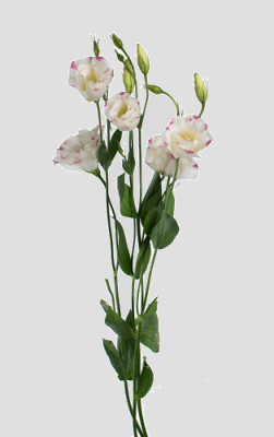 Эустома в ассортименте 1 шт Протея