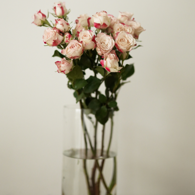 Букет кустовой розы 50см 5шт в ассортименте Протея