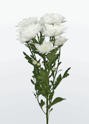 Хризантема кустовая в ассортименте 1 шт Протея