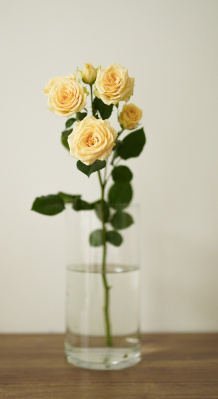 Кустовая роза 50см в ассортименте 1шт Протея