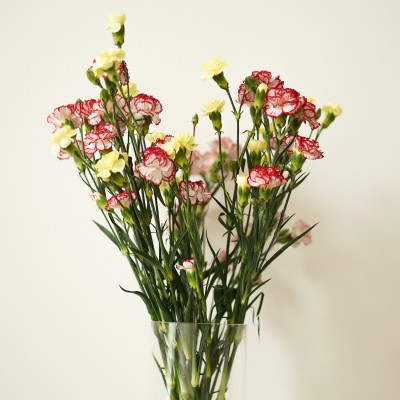 Букет кустовой гвоздики 15шт в ассортименте Протея