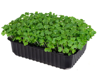 Микрозелень Дайкон 1 лоток