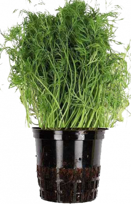Зелень свежая укроп в горшочке Теплицы Балтики