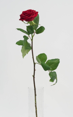 Роза красная 60 см 1 шт Протея