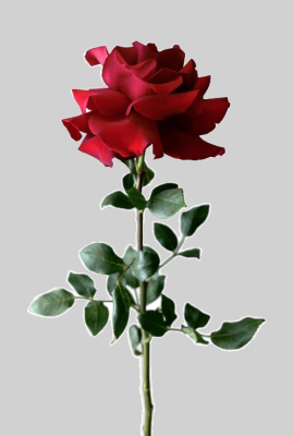 Роза Французкая в ассортименте 1 шт Протея