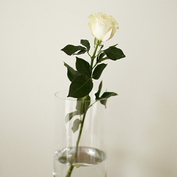 Роза белая 60см 1шт Протея