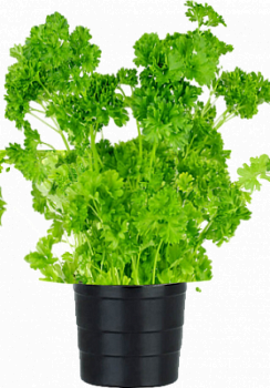 Зелень свежая петрушка в горшочке Теплицы Балтики