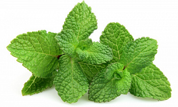 Зелень свежая Мята 30г