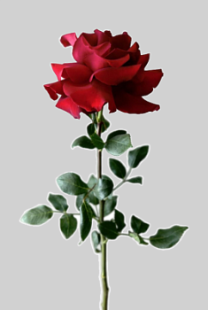 Роза Французкая в ассортименте 1 шт Протея