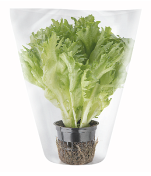 Салат листовой Фриллис хрустящий в горшочке 1шт