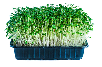 Микрозелень Брокколи 1 лоток