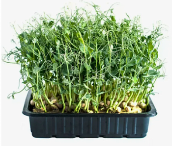 Микрозелень Горох 1 лоток