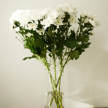 Букет кустовой хризантемы в ассортименте 5 шт Протея