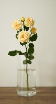 Кустовая роза 50см в ассортименте 1шт Протея