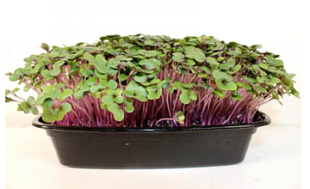 Микрозелень Капуста к/к 1 лоток