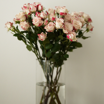 Букет кустовой розы 50см 15шт в ассортименте Протея