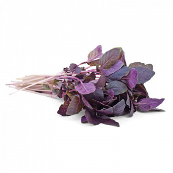 Зелень свежая Базилик красный 30г