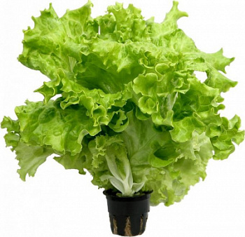 Зелень свежая салат листовой в горшочке Теплицы Балтики