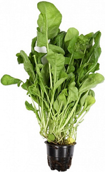 Зелень свежая рукола в горшочке Теплицы Балтики