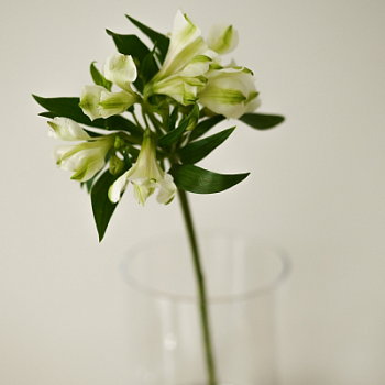 Альстромерия в ассортименте 1шт Протея