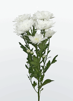 Хризантема кустовая в ассортименте 1 шт Протея