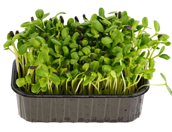 Микрозелень подсолнуха 80г