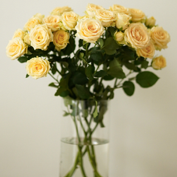 Букет кустовой розы 50см 9 шт в ассортименте Протея