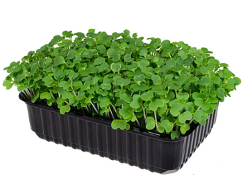 Микрозелень Дайкон 1 лоток