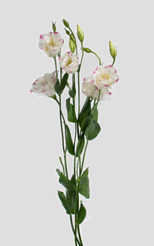 Эустома в ассортименте 1 шт Протея