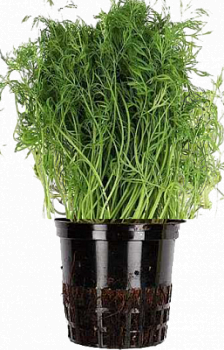 Зелень свежая укроп в горшочке Теплицы Балтики