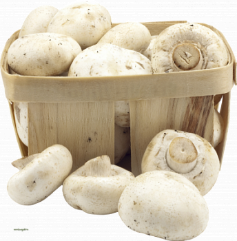 Шампиньоны 500г