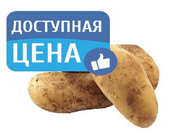 Картофель вес Калининградская область